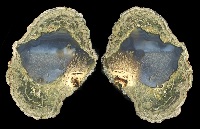 Fallen Tree Thunderegg